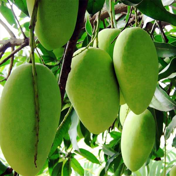 Title: Why Are Fresh Mango Prices Increasing in Pakistan in 2026?
